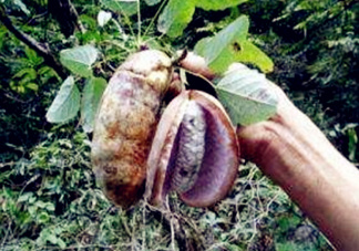 八月瓜可以補(bǔ)腎嗎？八月瓜的營(yíng)養(yǎng)價(jià)值