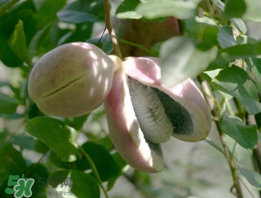 八月瓜可以補腎嗎？八月瓜的營養(yǎng)價值