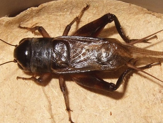 蟋蟀和蛐蛐一樣嗎？家里有蛐蛐怎么辦