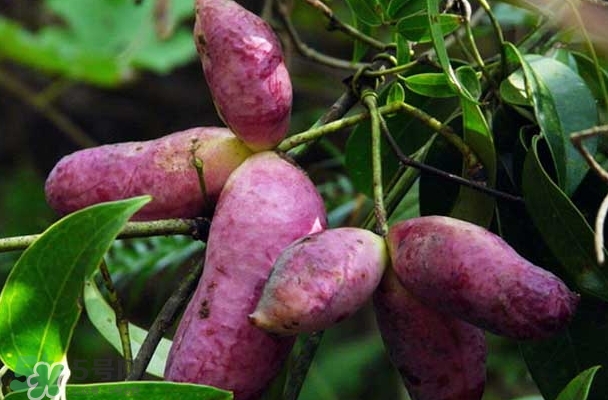 八月瓜能放冰箱嗎？八月瓜怎么保存？