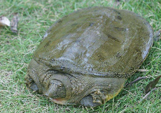 腳魚怎么殺？腳魚孕婦可以吃嗎