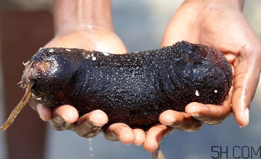 海參一次吃多少合適？海參吃多了會(huì)怎樣？