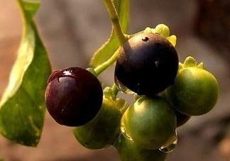 龍葵果可以治癌癥嗎？吃龍葵果有什么好處