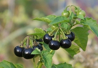 龍葵果是黑天天嗎？龍葵果是黑枸杞嗎？