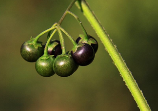 龍葵果可以治療近視眼嗎？龍葵果可以泡水喝嗎