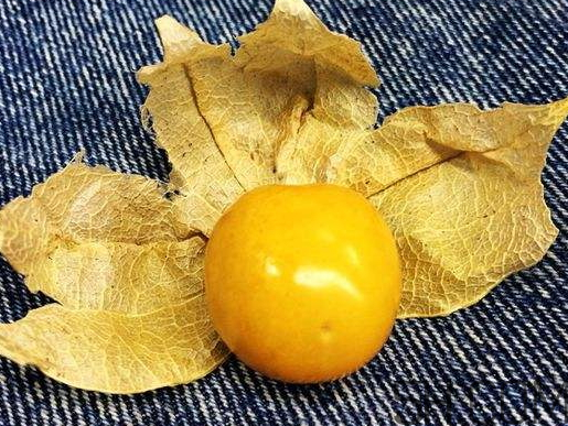 姑娘果能多吃嗎？姑娘果一次吃多少？