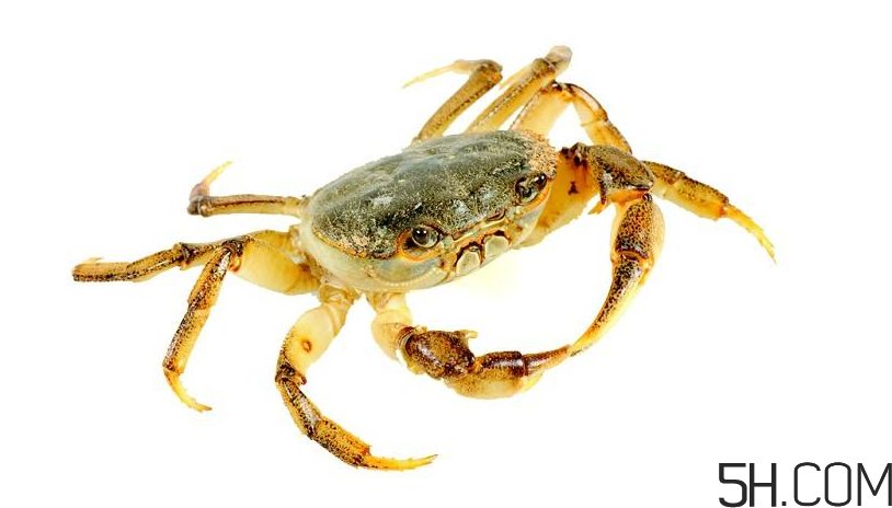 螃蟹煮多久？螃蟹的價格