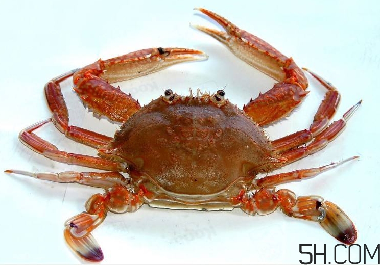 螃蟹煮多久？螃蟹的價格