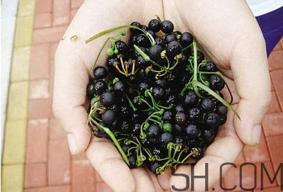 龍葵果泡酒有什么功能？龍葵果的功效與作用