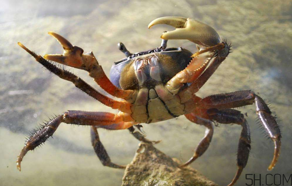 螃蟹的生活習(xí)性是怎么樣的？螃蟹的選購技巧