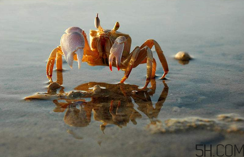 螃蟹的生活習(xí)性是怎么樣的？螃蟹的選購技巧