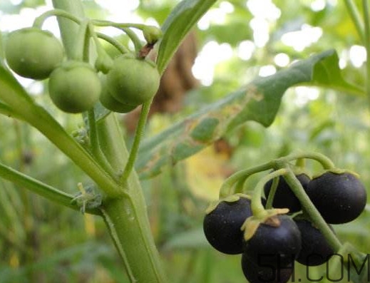 龍葵果是黑天天嗎？龍葵果是黑枸杞嗎？