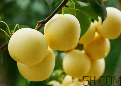 雪梨可以放冰箱嗎？雪梨怎么保存？