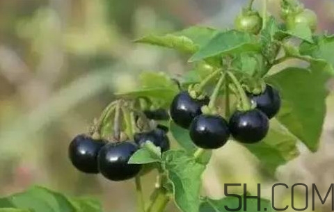 龍葵果可以治療近視眼嗎？龍葵果可以泡水喝嗎