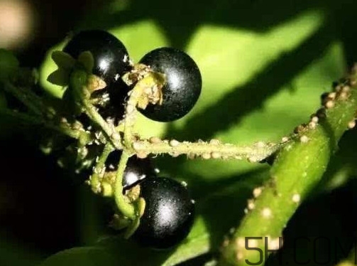 黑天天能吃嗎？黑天天泡蜂蜜好嗎