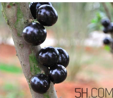 樹葡萄皮和核能吃嗎？樹葡萄多久結果
