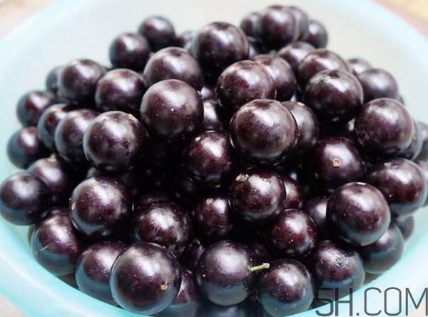 樹葡萄怎么種植？樹葡萄要多少年才掛果