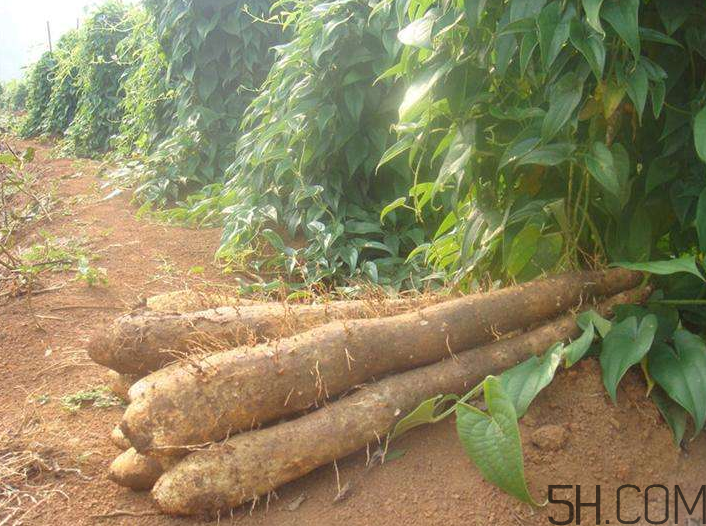 吃山藥會胖嗎？山藥去皮的技巧