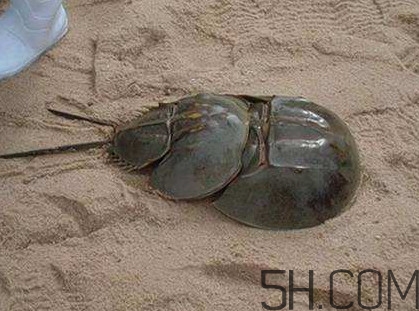 中華鱟能吃嗎？中華鱟怎么讀