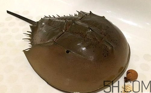 中華鱟是保護(hù)動(dòng)物嗎？中華鱟和圓尾鱟的區(qū)別