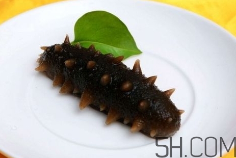 海參是高蛋白食物嗎？海參是素食嗎？