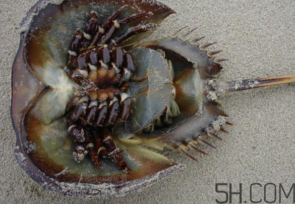 中華鱟多少錢一斤？中華鱟有什么藥用價值