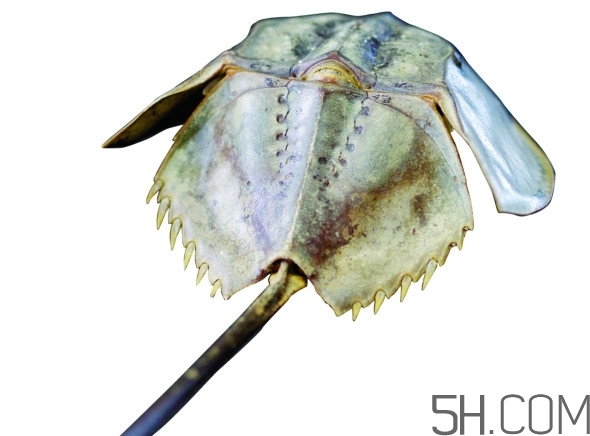 馬蹄蟹好吃嗎？馬蹄蟹怎么吃