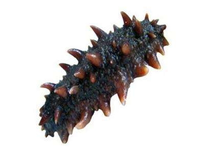 海參刺多好還是刺少好？海參沒(méi)有刺是怎么回事？