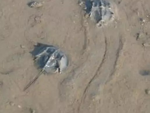 中華鱟能活多久？中華鱟最大能長(zhǎng)多大