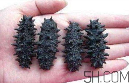 海參怎么挑？海參怎么選購？