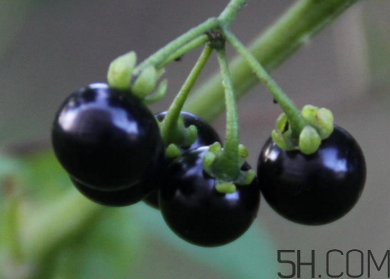 東北吃的黑黝黝學名叫什么？黑天天學名是什么