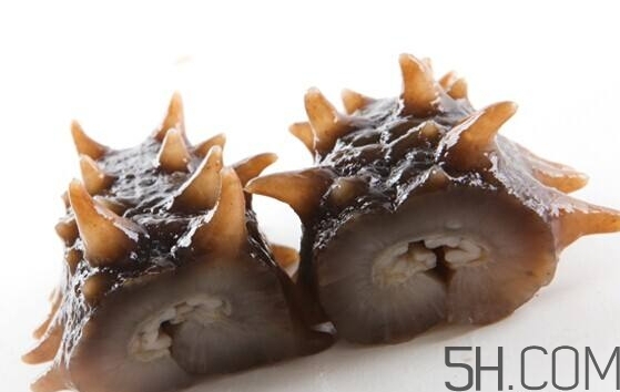 海參是海鮮嗎？海參是動(dòng)物還是植物？