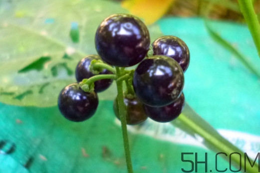 龍葵果可以治療近視眼嗎？龍葵果可以泡水喝嗎