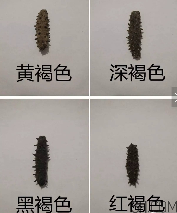 海參顏色深好還是淺好？海參顏色發(fā)白時(shí)怎么回事？