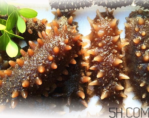 海參是酸性還是堿性？海參是涼性還是熱性？