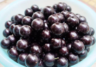 樹葡萄怎么種植？樹葡萄要多少年才掛果