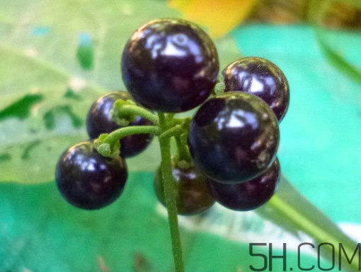 龍葵果泡酒有什么功能？龍葵果的功效與作用