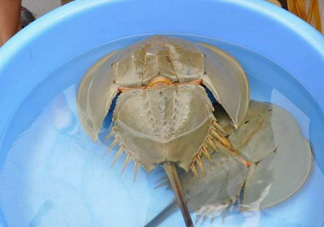 中華鱟能吃嗎？中華鱟怎么讀