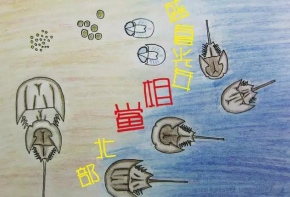 中華鱟能活多久？中華鱟最大能長(zhǎng)多大