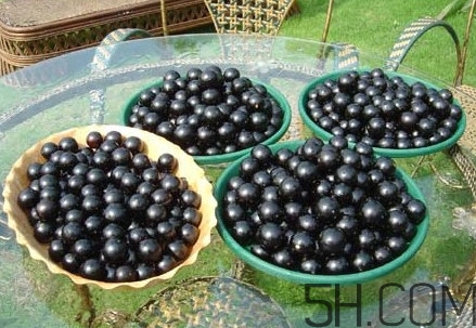 樹葡萄皮和核能吃嗎？樹葡萄多久結果