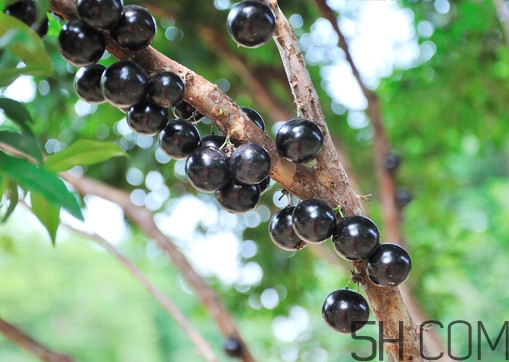 樹葡萄怎么種植？樹葡萄要多少年才掛果