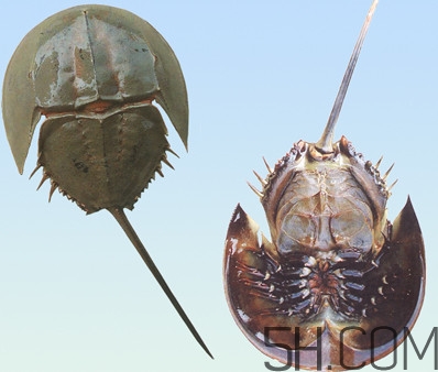 中華鱟有毒嗎？中華鱟的血是什么顏色？