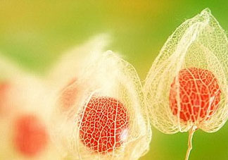 姑娘果能多吃嗎？姑娘果一次吃多少？