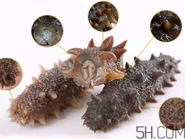 海參哪些部位不能吃？海參的禁忌人群