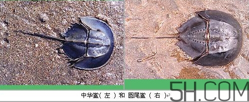 中華鱟是保護(hù)動(dòng)物嗎？中華鱟和圓尾鱟的區(qū)別