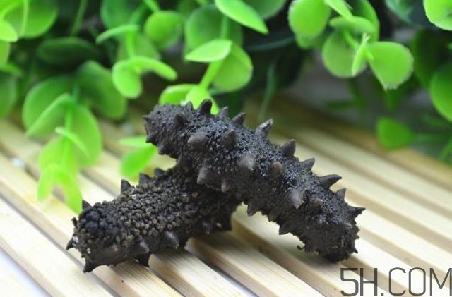 海參是越大越好嗎？海參的生長年限與營養(yǎng)價值有關(guān)嗎？