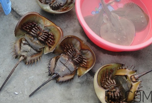 中華鱟有毒嗎？中華鱟的血是什么顏色？