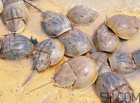 馬蹄蟹好吃嗎？馬蹄蟹怎么吃