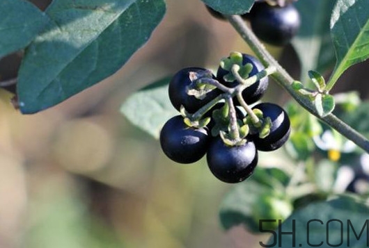 黑天天能吃嗎？黑天天泡蜂蜜好嗎