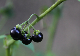 東北吃的黑黝黝學(xué)名叫什么？黑天天學(xué)名是什么
